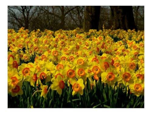Puzzle 1500 Teile,Klassisches Lernspiel-Narzissen,Blumen,Pflanzen 87x57cm von THISIT