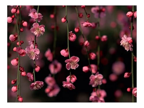 Puzzle 1500 Teile,Klassisches Lernspiel-Zweige,rosa,Blumen 87x57cm Puzzle 1500 Teile,Klassisches Lernspiel-Zweige,rosa,Blumen 87x57cm von THISIT