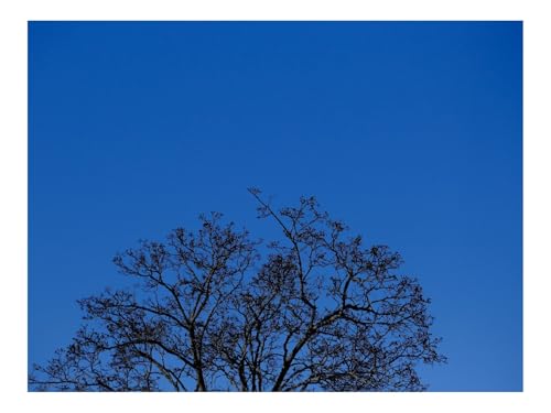 Puzzle 500 Elemente - DIY-Spiel-Baum,Zweige,Himmel,Dämmerung,Blau 52x38cm Puzzle 500 Elemente - DIY-Spiel-Baum,Zweige,Himmel,Dämmerung,Blau 52x38cm von THISIT
