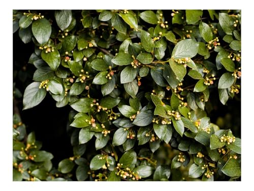 Puzzle 500 Elemente - DIY-Spiel-Busch,Blätter,Zweige 52x38cm von THISIT