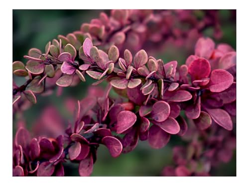 Puzzle 500 Elemente - DIY-Spiel-Zweige,Blätter,Pflanze 52x38cm von THISIT