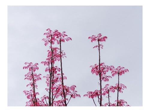 Puzzle 500 Teile,Geschenk für Mann und Frau-Zweige,Blätter,Sträucher,Himmel,Rosa 52x38cm von THISIT