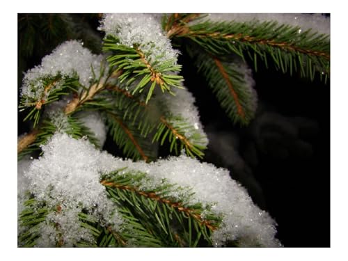 Puzzle 500 Teile,Geschenke für MäNner/Frauen-AST,Fichte,Schnee 52x38cm von THISIT