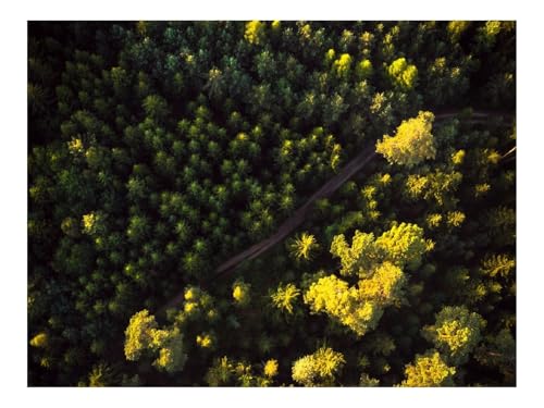 Puzzle 500 Teile,Geschenke für MäNner/Frauen-Wälder,Luftaufnahme,Straße,Bäume 52x38cm von THISIT