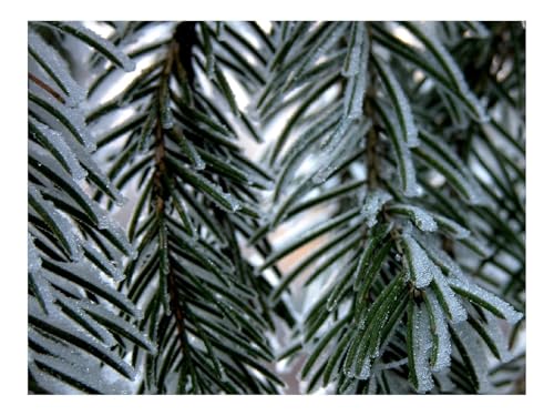 Puzzle 500 Teile,Klassisches Lernspiel-AST,Tanne,Schnee, 52x38cm Puzzle 500 Teile,Klassisches Lernspiel-AST,Tanne,Schnee, 52x38cm von THISIT