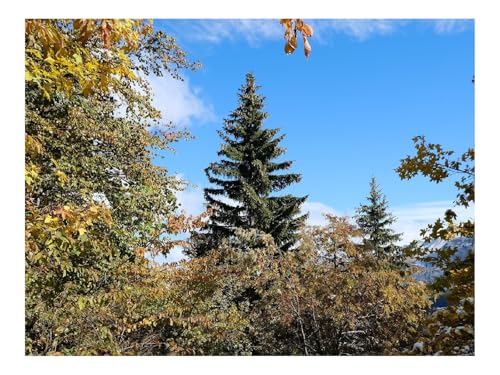 Puzzle 500 Teile,Klassisches Lernspiel-Bäume,Fichten,Schnee,Natur 52x38cm Puzzle 500 Teile,Klassisches Lernspiel-Bäume,Fichten,Schnee,Natur 52x38cm von THISIT