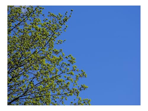 Puzzle 500 Teile,Klassisches Lernspiel-Baum,Zweige,Himmel,Frühling,Minimalismus 52x38cm Puzzle 500 Teile,Klassisches Lernspiel-Baum,Zweige,Himmel,Frühling,Minimalismus 52x38cm von THISIT
