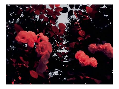 Puzzle 500 Teile,Klassisches Lernspiel-Blumen,Zweige,Pflanzen,Blüte 52x38cm von THISIT