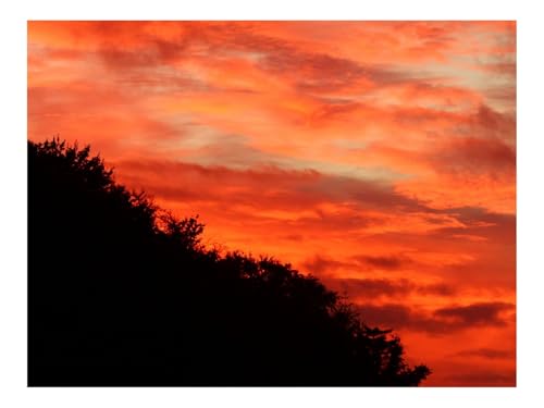 Puzzle 500 Teile,Klassisches Lernspiel-Büsche,Bäume,Sonnenuntergang 52x38cm von THISIT
