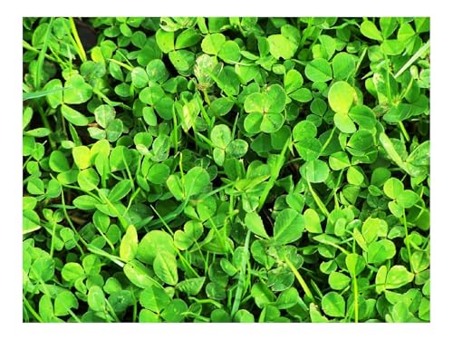 Puzzle 500 Teile,Klassisches Lernspiel-Pflanzen,Blätter,Natur 52x38cm Puzzle 500 Teile,Klassisches Lernspiel-Pflanzen,Blätter,Natur 52x38cm von THISIT