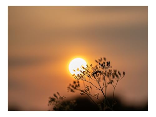 Puzzle 500 Teile,Klassisches Lernspiel-Sonne,Sonnenuntergang,Zweig,Unschärfe 52x38cm Puzzle 500 Teile,Klassisches Lernspiel-Sonne,Sonnenuntergang,Zweig,Unschärfe 52x38cm von THISIT