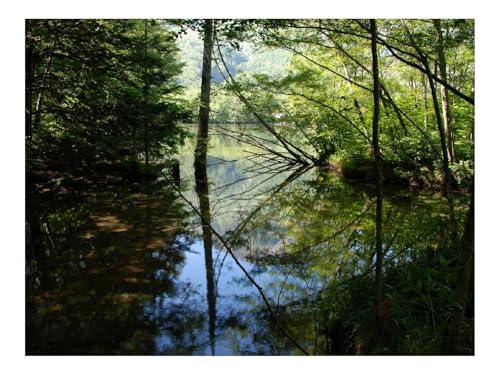 Puzzle 500 Teile - Impossible Hard Challenge Puzzles-Holz,See,Bäume,Wasser,Reflexion,Schatten 52x38cm Puzzle 500 Teile - Impossible Hard Challenge Puzzles-Holz,See,Bäume,Wasser,Reflexion,Schatten 52x38cm von THISIT
