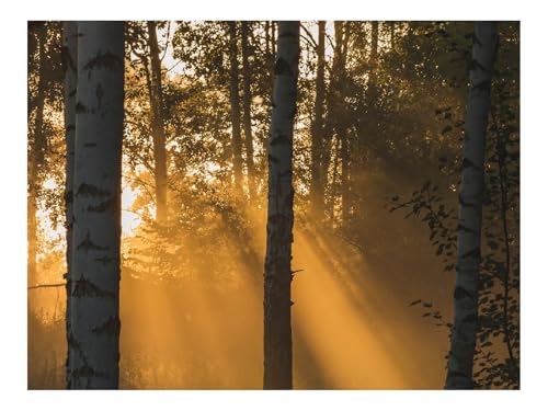 Puzzles 1000 Teile Puzzle Impossible Geschicklichkeitsspiel-Bäume,Wälder,Sonnenlicht,Gras 70x50cm Puzzles 1000 Teile Puzzle Impossible Geschicklichkeitsspiel-Bäume,Wälder,Sonnenlicht,Gras 70x50cm von THISIT