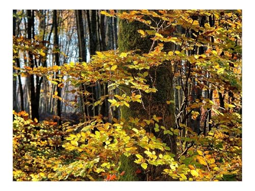 Puzzles 1000 Teile Puzzle Impossible Geschicklichkeitsspiel-Baum,Wälder,Herbst,Laub 70x50cm von THISIT