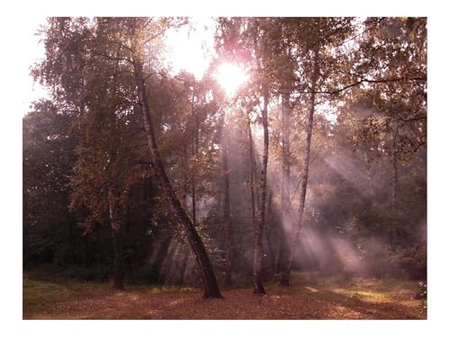 Puzzles 1000 Teile Puzzle Impossible Geschicklichkeitsspiel-Birken,Licht,Balken,Kante 70x50cm Puzzles 1000 Teile Puzzle Impossible Geschicklichkeitsspiel-Birken,Licht,Balken,Kante 70x50cm von THISIT