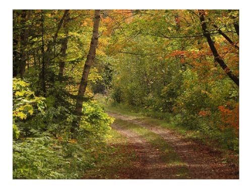Puzzles 1000 Teile Puzzle Impossible Geschicklichkeitsspiel-Wälder,Bäume,Blätter,Pfad,Landschaft 70x50cm von THISIT
