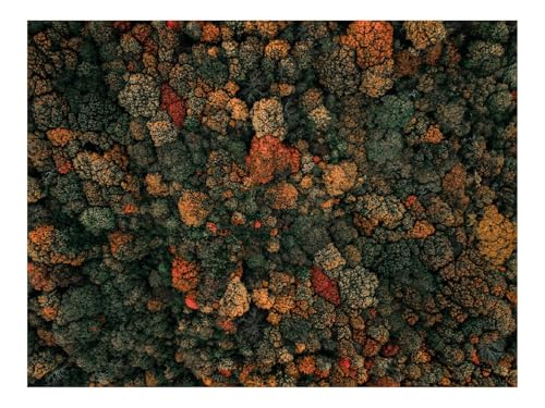 Puzzles 1000 Teile Puzzle Impossible Geschicklichkeitsspiel-Wälder,Bäume,Luftaufnahme,Herbst,Natur 70x50cm von THISIT