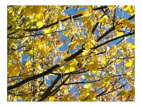 Puzzles 1500 Teile Puzzle Impossible Geschicklichkeitsspiel-Blätter,Gelb,Herbst,Ahorn,Zweige,Baum 87x57cm von THISIT