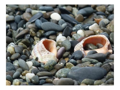Puzzles 1500 Teile Puzzle Impossible Geschicklichkeitsspiel-Muscheln,Waschbecken,Küste 87x57cm von THISIT