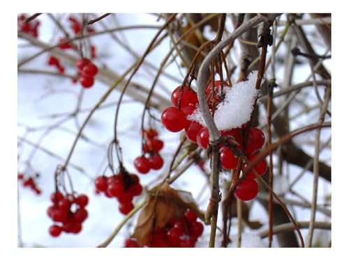 Puzzles 1500 Teile Puzzle Impossible Geschicklichkeitsspiel-Schneeball,Beeren,Zweige,Rot 87x57cm von THISIT