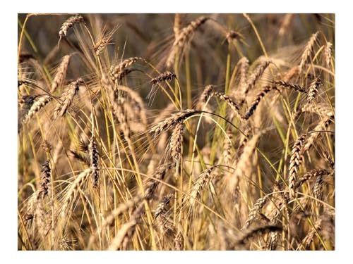 Puzzles 1500 Teile Puzzle Impossible Geschicklichkeitsspiel-Weizen,Ohren,Gras 87x57cm von THISIT