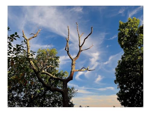Puzzles 500 Teile Puzzle Impossible Geschicklichkeitsspiel-Bäume,Gras,Himmel,Wolken 52x38cm von THISIT