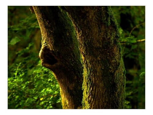 Puzzles 500 Teile Puzzle Impossible Geschicklichkeitsspiel-Baum,Rinde,Moos,Wälder,Natur 52x38cm von THISIT