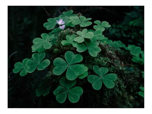 Puzzles 500 Teile Puzzle Impossible Geschicklichkeitsspiel-Klee,Gras,Laub 52x38cm von THISIT