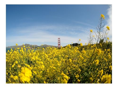 Puzzles 500 Teile Puzzle Impossible Geschicklichkeitsspiel-Wilde Blumen,Blumen,Feld,Brücke,Landschaft 52x38cm von THISIT