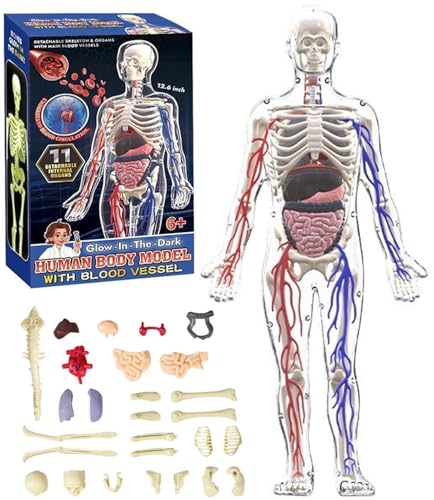 Klares Modell Der Menschlichen Körperstruktur, Anatomiefigur, 3D-Anatomie-Kit, Abnehmbare Organe, Selbst Zusammengebautes Menschliches Torso-Organmodell Mit Anleitung(Full Organ Set) von THUCHENYUC