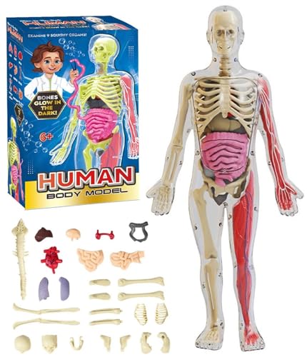 Klares Modell Der Menschlichen Körperstruktur, Anatomiefigur, 3D-Anatomie-Kit, Abnehmbare Organe, Selbst Zusammengebautes Menschliches Torso-Organmodell Mit Anleitung(Glow-in-The-Dark Model) von THUCHENYUC