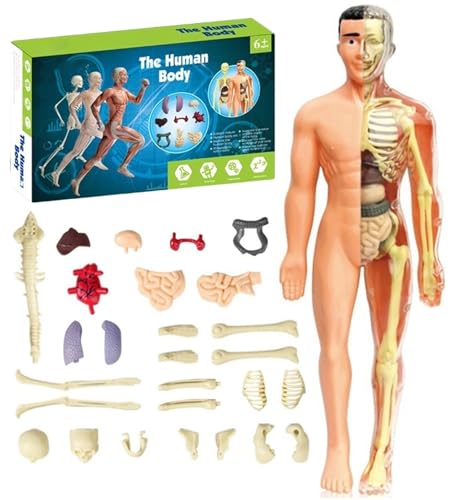 Klares Modell Der Menschlichen Körperstruktur, Anatomiefigur, 3D-Anatomie-Kit, Abnehmbare Organe, Selbst Zusammengebautes Menschliches Torso-Organmodell Mit Anleitung(Translucent Model) von THUCHENYUC