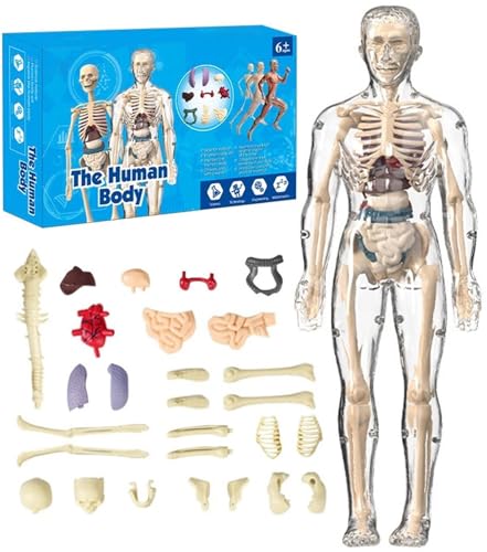 Klares Modell Der Menschlichen Körperstruktur, Anatomiefigur, 3D-Anatomie-Kit, Abnehmbare Organe, Selbst Zusammengebautes Menschliches Torso-Organmodell Mit Anleitung(Transparent Model) von THUCHENYUC