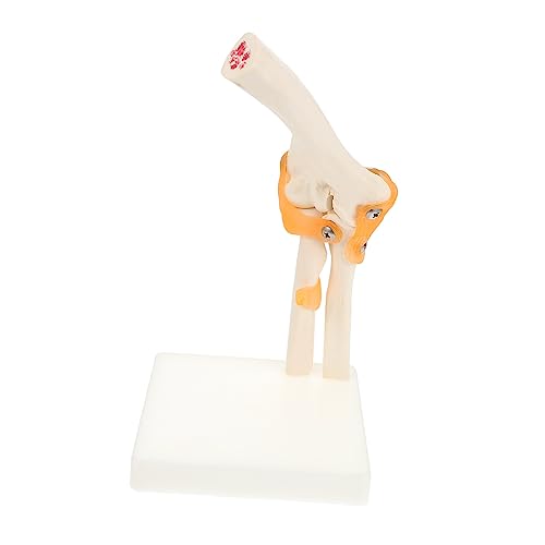 TIDTALEO 1 PC Human Ancon-joint Anatomisches Modell-ellenbogen-joint-modell-lehrmodell TIDTALEO 1 PC Human Ancon-joint Anatomisches Modell-ellenbogen-joint-modell-lehrmodell von TIDTALEO