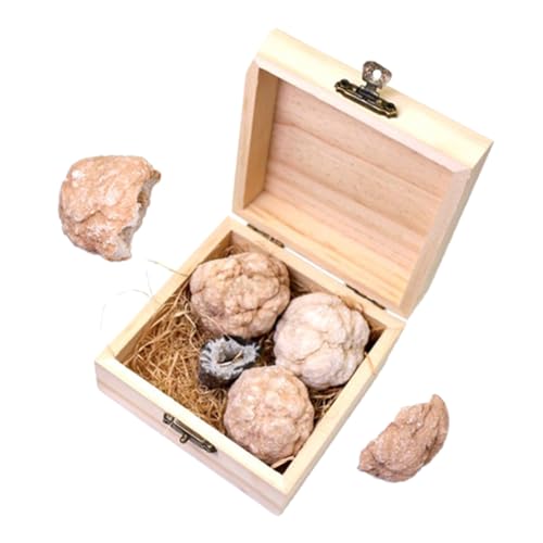 TIDTALEO 1 Schachtel Gem Dig Kit für Lehrreiches Ausgrabungsset mit Echten Edelsteinen für Entdeckungen Steinsammlungen Kleine Rohsteine im Geschenkset TIDTALEO 1 Schachtel Gem Dig Kit für Lehrreiches Ausgrabungsset mit Echten Edelsteinen für Entdeckungen Steinsammlungen Kleine Rohsteine im Geschenkset von TIDTALEO