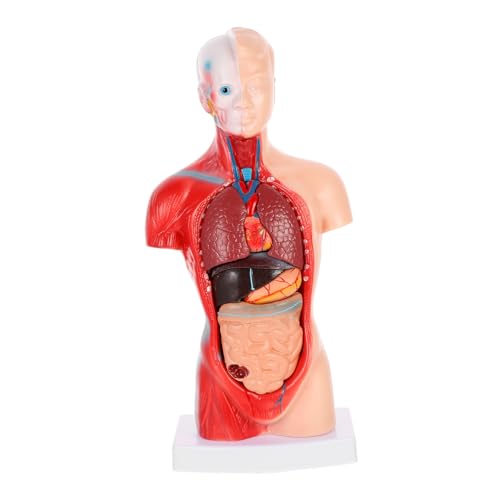 TIDTALEO 1Satz Anatomisches Modell Menschlichen Präzisionsmodell Für Medizinische Studien Langlebig Für Unterricht Dekoration Demontierbarem von TIDTALEO