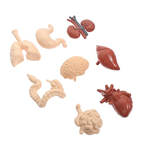 TIDTALEO 1Satz Menschliches Körpermodell Teiliges Anatomisches Lernspielzeug Für Realistische Pädagogisches Hilfsmittel Für Lerninstitutionen Zum Erlernen TIDTALEO 1Satz Menschliches Körpermodell Teiliges Anatomisches Lernspielzeug Für Realistische Pädagogisches Hilfsmittel Für Lerninstitutionen Zum Erlernen von TIDTALEO