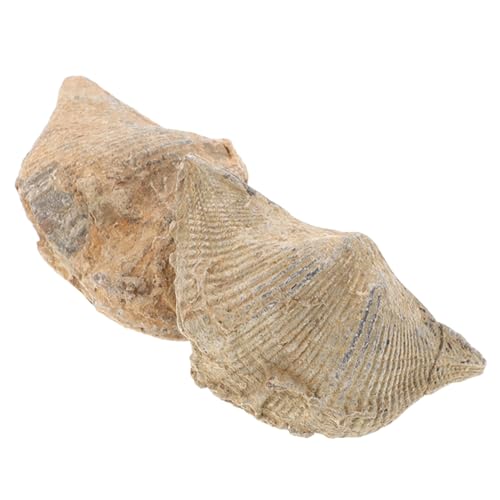 TIDTALEO 2 Stück Natürliche Spirifer Fossilien für Paläontologie Authentische Meeresproben als Lehrmaterial Wohnaccessoire für Sammler Enthusiasten TIDTALEO 2 Stück Natürliche Spirifer Fossilien für Paläontologie Authentische Meeresproben als Lehrmaterial Wohnaccessoire für Sammler Enthusiasten von TIDTALEO