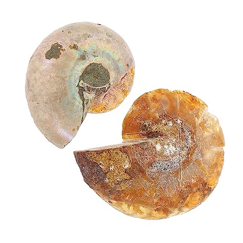 TIDTALEO 2Stücke Fossilien Echte Paläontologie Ornamente für Labor Bildung Große Opp Verpackte Fossilien als Dekoration TIDTALEO 2Stücke Fossilien Echte Paläontologie Ornamente für Labor Bildung Große Opp Verpackte Fossilien als Dekoration von TIDTALEO