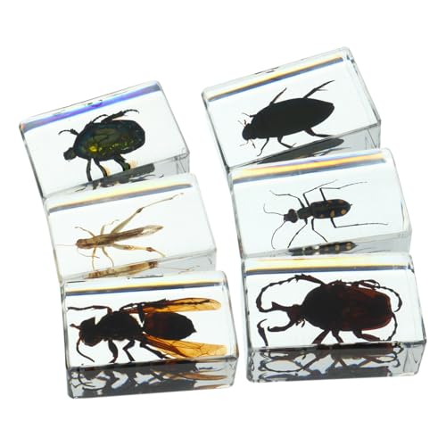 TIDTALEO 6Stücke Insektenproben aus Transparente Insektensammlung für Wissenschaftsunterricht Lehrmaterialien und Sammler für und Bildungszwecke TIDTALEO 6Stücke Insektenproben aus Transparente Insektensammlung für Wissenschaftsunterricht Lehrmaterialien und Sammler für und Bildungszwecke von TIDTALEO
