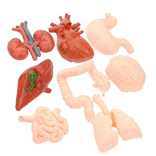 TIDTALEO 8St menschliches Organmodell Herzmodell Lehrmittel Gehirnmodell für Anatomie und Physiologie des Menschen werkzeug Orgelmodell Unterrichtshilfen für Ärzte PVC TIDTALEO 8St menschliches Organmodell Herzmodell Lehrmittel Gehirnmodell für Anatomie und Physiologie des Menschen werkzeug Orgelmodell Unterrichtshilfen für Ärzte PVC von TIDTALEO