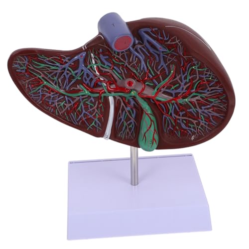 TIDTALEO Anatomisches Modell Medizinisches Lehrmodell mit Basis für Realistische Darstellungen und Unterricht aus Hochwertigem Umweltfreundlichem Gefertigt TIDTALEO Anatomisches Modell Medizinisches Lehrmodell mit Basis für Realistische Darstellungen und Unterricht aus Hochwertigem Umweltfreundlichem Gefertigt von TIDTALEO