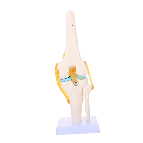 TIDTALEO Lebensgröße Anatomisches Kniegelenk Modell Simulations Knie Joint Modell Für Lehrzwecke Realistische Gelenkbewegungen Für Studien TIDTALEO Lebensgröße Anatomisches Kniegelenk Modell Simulations Knie Joint Modell Für Lehrzwecke Realistische Gelenkbewegungen Für Studien von TIDTALEO