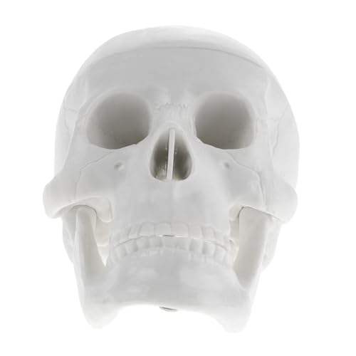 TIDTALEO Mini Schädelmodell für Halloween Dekoration Anatomisches Schädelmodell aus Robustem für Unterricht Zeichnen Detaillierte Nachbildung Eines Menschlichen Schädels TIDTALEO Mini Schädelmodell für Halloween Dekoration Anatomisches Schädelmodell aus Robustem für Unterricht Zeichnen Detaillierte Nachbildung Eines Menschlichen Schädels von TIDTALEO