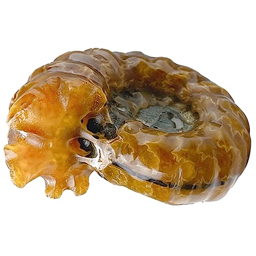 TIDTALEO Wohnkultur Natürlicher Kristallstein Ornament Muschelförmiger Steindekor Für Raumdekorationen 4–5 Cm TIDTALEO Wohnkultur Natürlicher Kristallstein Ornament Muschelförmiger Steindekor Für Raumdekorationen 4–5 Cm von TIDTALEO