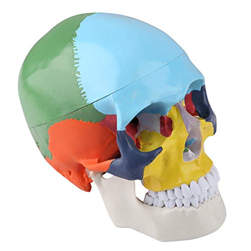 Schädelmodell, Instrument Plastik Schädel Anatomie Skelettmodell Zum Untersuchung Farbiger Erwachsener Menschliches Schädel -Schädel -Modell mit Identifikationskarte Schädelmodell, Instrument Plastik Schädel Anatomie Skelettmodell Zum Untersuchung Farbiger Erwachsener Menschliches Schädel -Schädel -Modell mit Identifikationskarte von TIKATARER