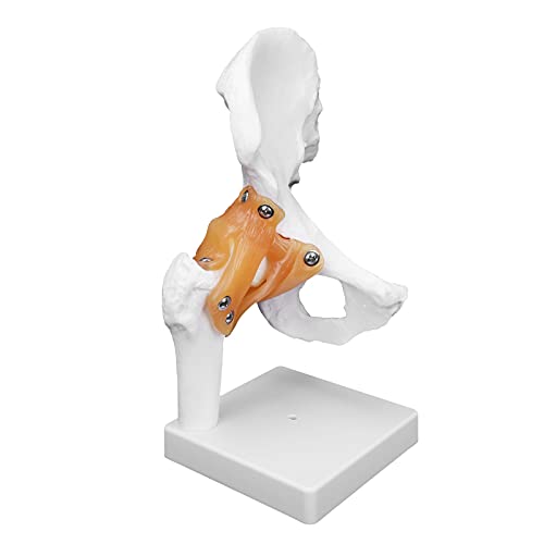 TIKATARER Anatomie -Skelettmodell für das Studium, Professionelles Hüftknochenmodell Menschliches Skelettmodell Realistisches Menschliches Hüftgelenks -Skelett TIKATARER Anatomie -Skelettmodell für das Studium, Professionelles Hüftknochenmodell Menschliches Skelettmodell Realistisches Menschliches Hüftgelenks -Skelett von TIKATARER