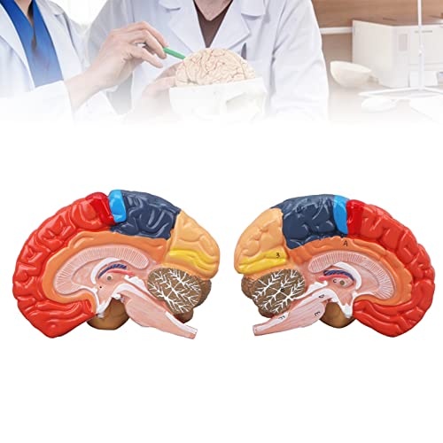 TIKATARER Gehirnmodell, Anatomisches Modell des Menschlichen Gehirns TIKATARER Gehirnmodell, Anatomisches Modell des Menschlichen Gehirns von TIKATARER