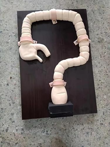 High-Fidelity Colonoscopy Examination Model - Human Intestine Simulator for Sigmoidoscopy Training and Teaching von TNGYTY