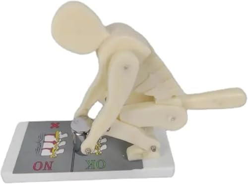 Human Body Bending Weight Lifting Model for Spine Protection - Correct Posture Demonstration Tool for Healthcare applications Education and Anatomy von TNGYTY